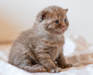 Fototapeta na wymiar Little chocolate kitten british short hair 2-3 week old