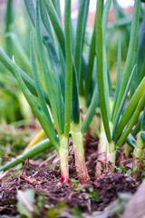 Green onion