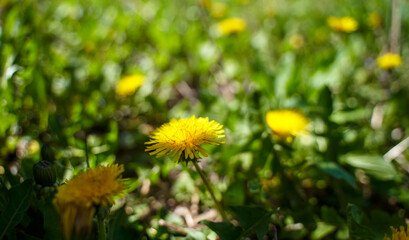 Meadow with yellow flowers