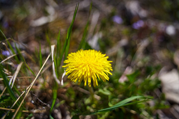 Meadow with yellow flowers