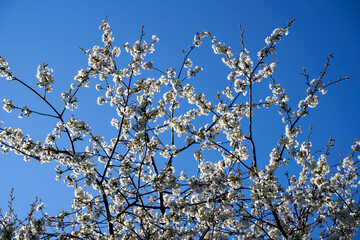 Cherry tree flowers