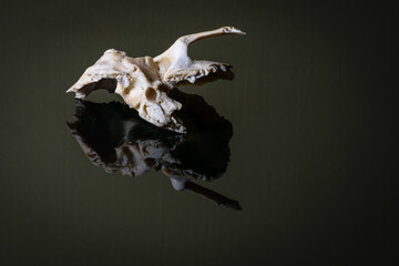 Isolated human left sided temporal bone of skull on a dark background.Lateral view