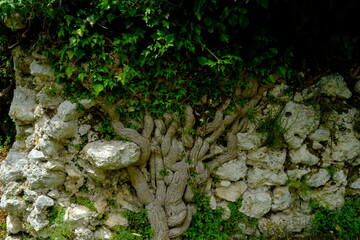 Radici di un albero