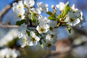 Pear tree flower