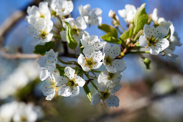 Pear tree flower