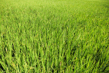 Taiwan agriculture rural