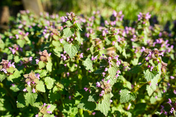 Dead nettle background