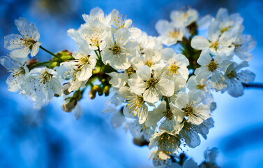 Cherry tree flowers against blue sky