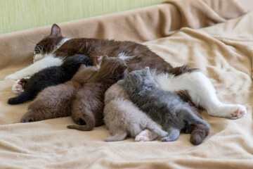 bicolor brithish mother cat nursing her babies kittens, close up