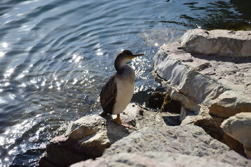 Lerici, Ligurie, Italie