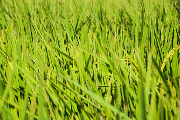 Taiwan agriculture rural