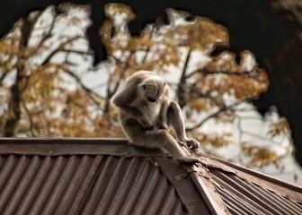  langoor sitting on a roof of an guest house