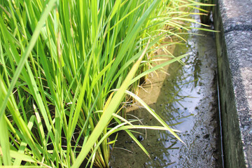 Taiwan agriculture rural