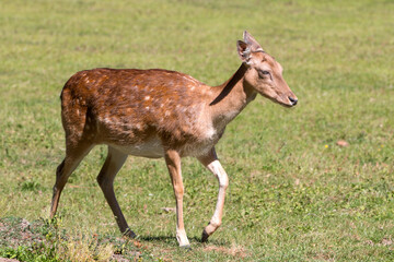 Fallow Deer (in german Damwild or Damhirsch) Dama dama