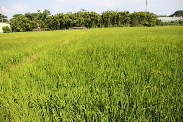 Taiwan agriculture rural