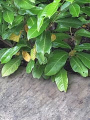 green leaves on a wooden wall