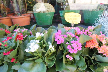 Pisa. Italy. The Culture Of Italy. Sights and nature of Italy. Sea. The sun.