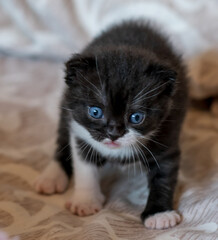 portrait of bicolor black and white british short hair kitten.
little and funny 2-3 weeks old kitten 