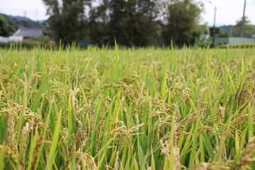 Taiwan agriculture rural