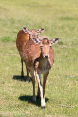Fallow Deer (in german Damwild or Damhirsch) Dama dama