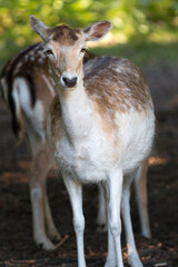 Fallow Deer (in german Damwild or Damhirsch) Dama dama