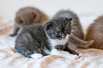 Fototapeta na wymiar portrait of bicolor black and white british short hair kitten. little and funny 2-3 weeks old kitten 