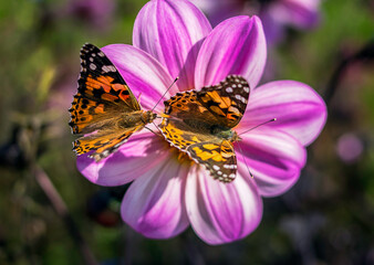 Summer butterfly loves pink flowers