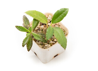 tree ornamental in pot on white background