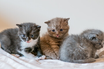 Fototapeta na wymiar Two little cute kitten british short hair 2-3 week old