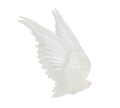 wings isolated on white background