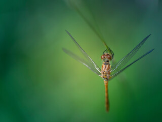 Sympetrum libellule