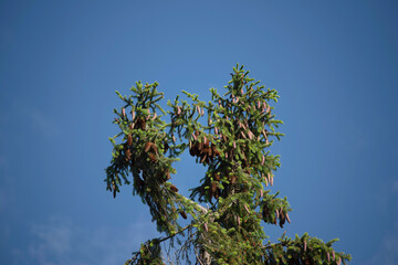 Top of a Pine tree