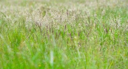 green grass background