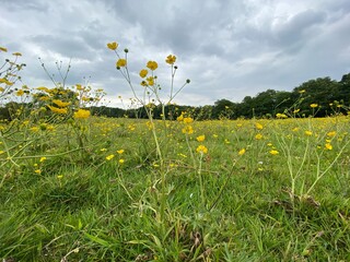 Large meadow with wild flowers, and old trees on the horizon in, Calverley, Leeds, UK
