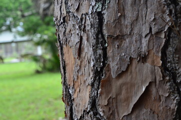 tree bark texture