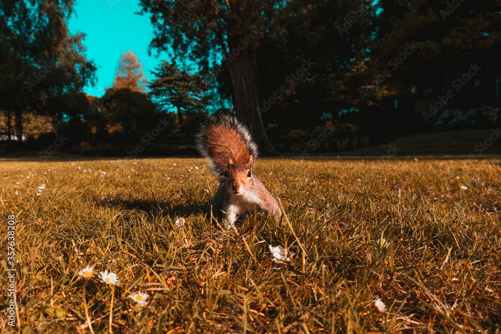 Poster Beautiful shot of a brown squirrel in the fields