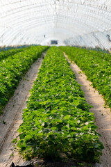 Cultivation of strawberry fruits using the plasticulture method, plants growing on plastic mulch in walk-in greenhouse tunnels