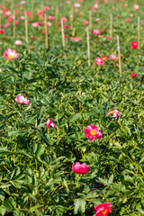 Blossom of pink peony flowers on farm field in Netherlands