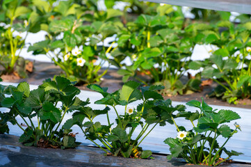 Fototapeta na wymiar Cultivation of strawberry fruits using the plasticulture method, plants growing on plastic mulch in walk-in greenhouse tunnels