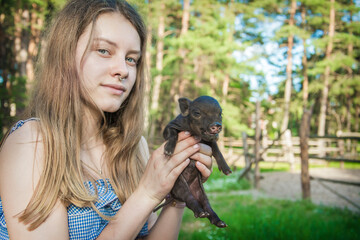 Naklejka na ściany i meble In the summer, in the village, a girl holds a small pig in her hands.