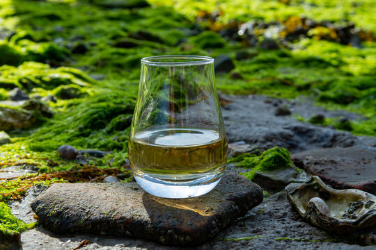 Tasting glass of Scotch whisky and sea shore during low tide, smoky whisky pairing with oysters © barmalini