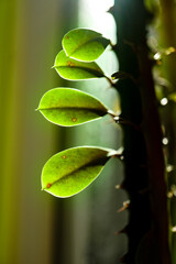 Dreikantige Wolfsmilch - Euphorbia trigona