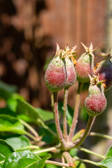 Apple fruit development stage, mini apple growing on tree in spring