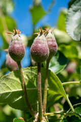 Apple fruit development stage, mini apple growing on tree in spring