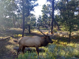 Elk at the camp of the Grand Canyon at sunset, South Rim