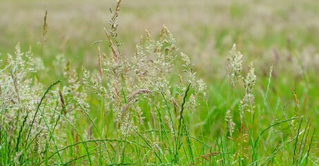 grass in the wind