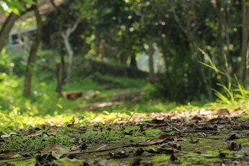 Green tree in the forest at Bogor, Indonesia