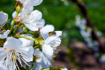 bee pollinates white flowers of cherry on flowering tree in spring, colorful background with image of insects and vegetation