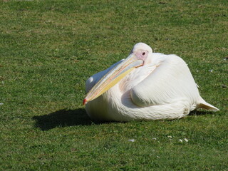 Pelican