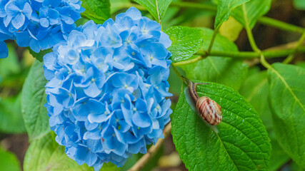 梅雨の風景　紫陽花とカタツムリ © Yuuki Kobayashi
